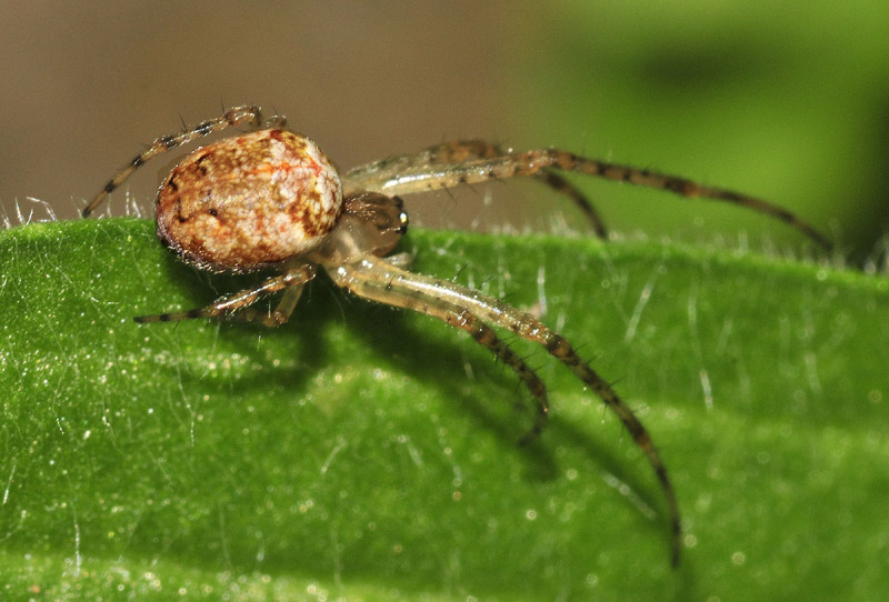 Metellina sp. - Toano (RE)